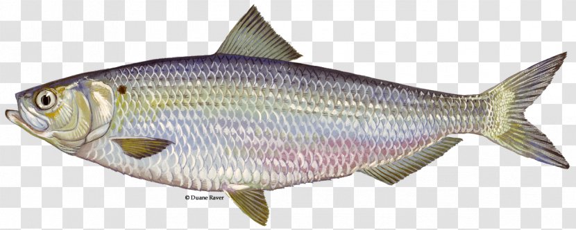 Alewife Ipswich River Blueback Herring Fish Ladder - Animal Figure - Cold Fresh Transparent PNG