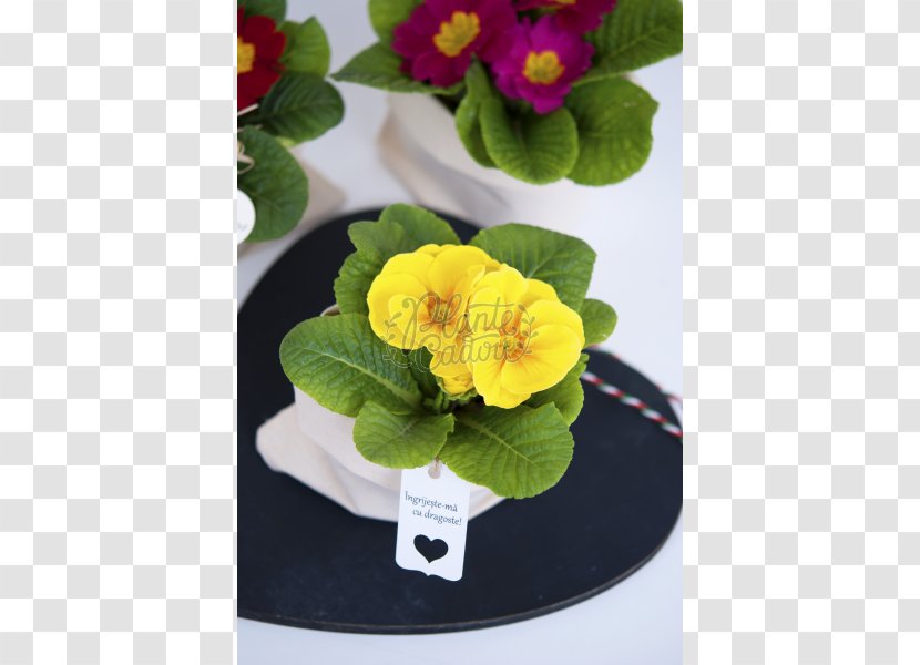 Primrose Flowerpot Artificial Flower - Primula Transparent PNG