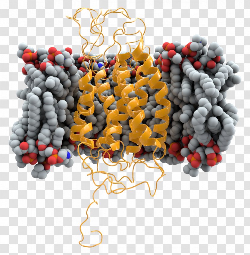 CCR5 Cell Membrane Mutation Receptor HIV - Jewellery Transparent PNG