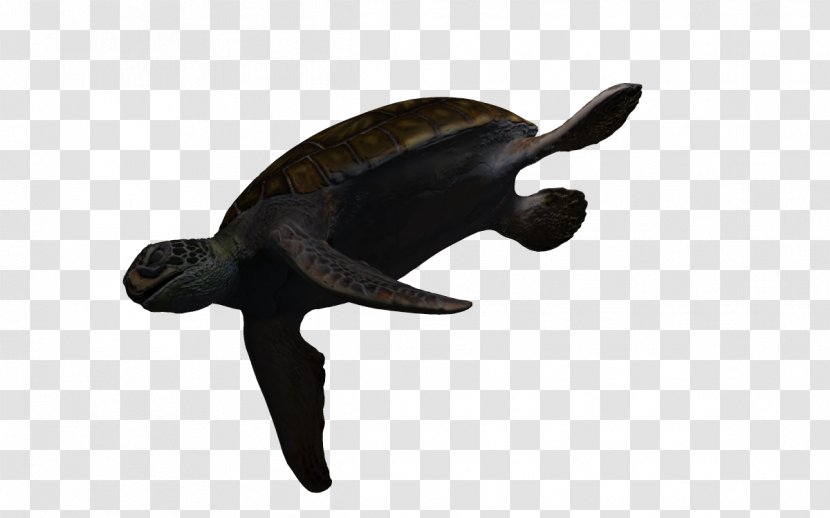 Sea Turtle - Tortoise - 3d Blue Fish Transparent PNG