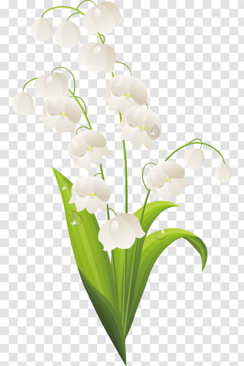 Lilium Lily Of The Valley Drawing Transparent PNG