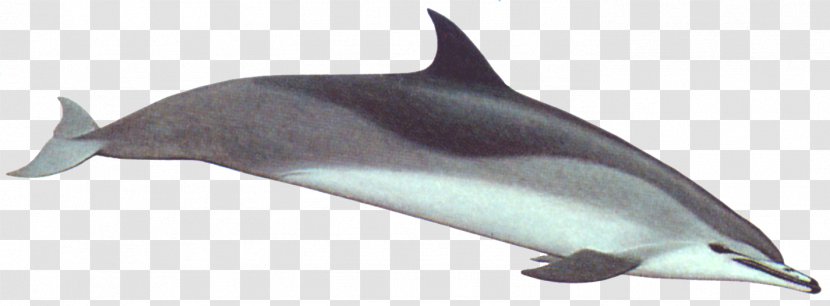 Spinner Dolphin Striped Porpoise Rough-toothed Tucuxi - Fin Transparent PNG