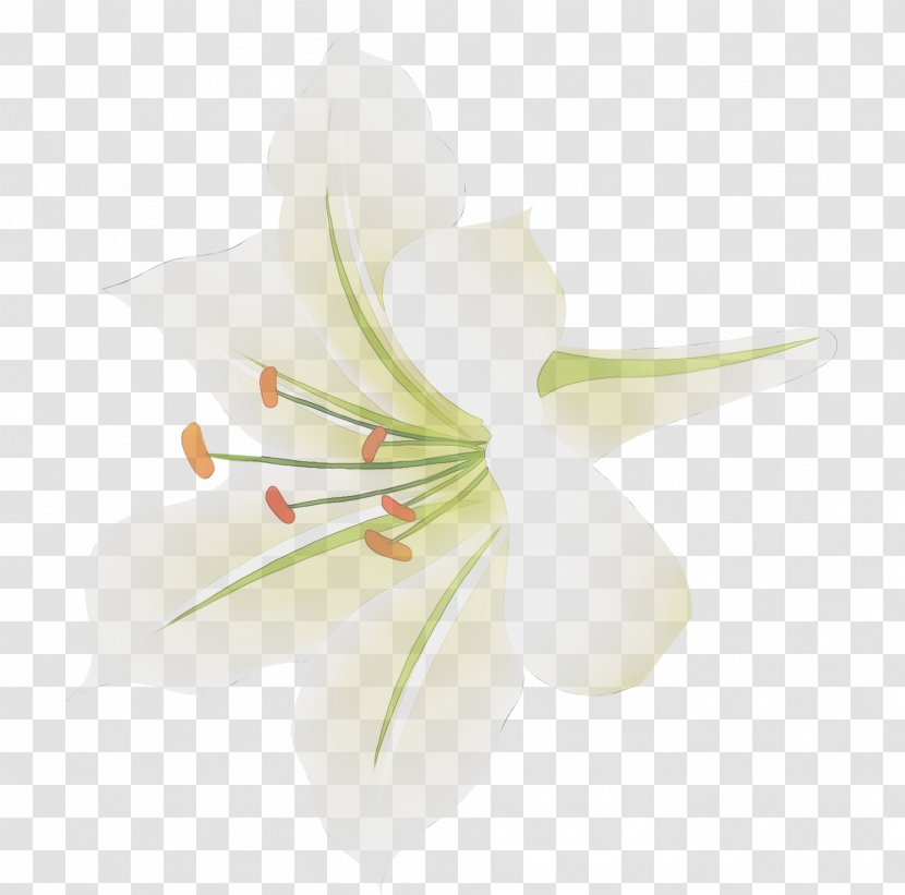 Amaryllis Jersey Lily Cut Flowers Plant Stem - Stargazer - Pedicel Transparent PNG