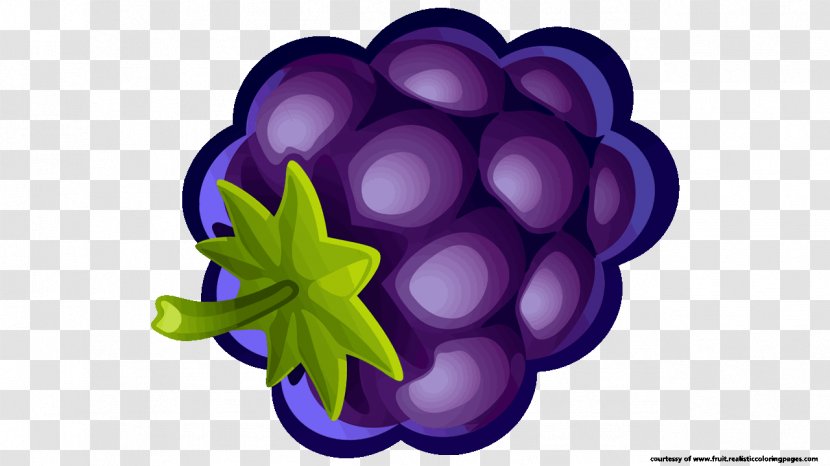 Grape Blueberry Pie Muffin Clip Art Transparent PNG