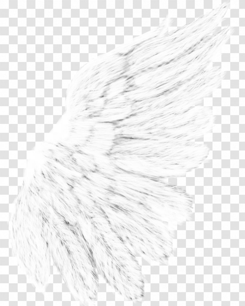 Black And White Drawing Monochrome Photography Feather - Tail Transparent PNG