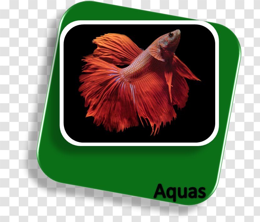 Siamese Fighting Fish Koi Goldfish Aquarium Live - Bettas Transparent PNG