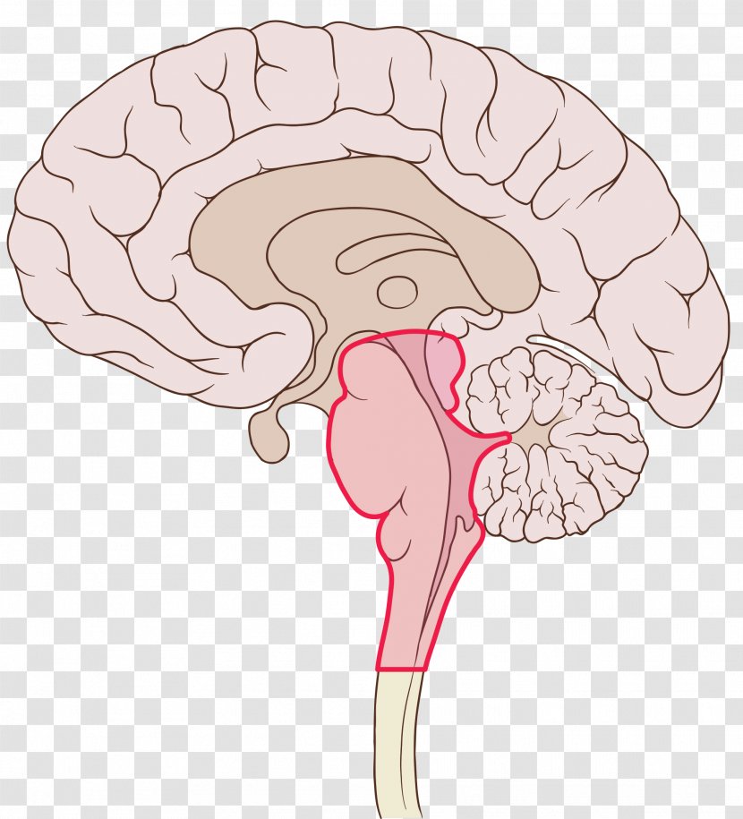 Ventromedial Prefrontal Cortex Brain Frontal Lobe Dorsolateral - Flower - On The Transparent PNG