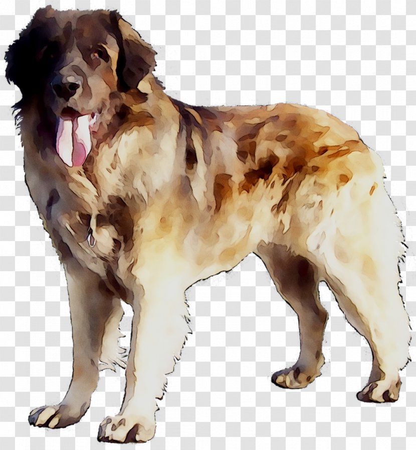 Ancient Dog Breeds Moscow Watchdog Companion - Aidi - Pyrenean Mastiff Transparent PNG