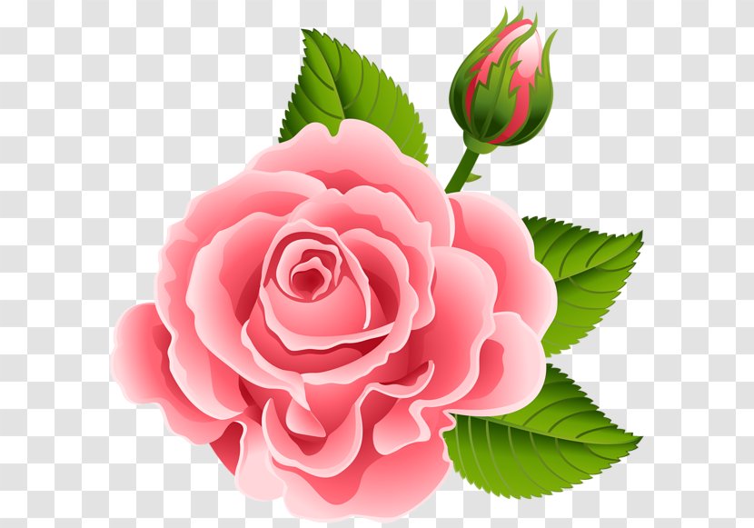 Garden Roses Pink Cabbage Rose Flower Floral Design Transparent PNG