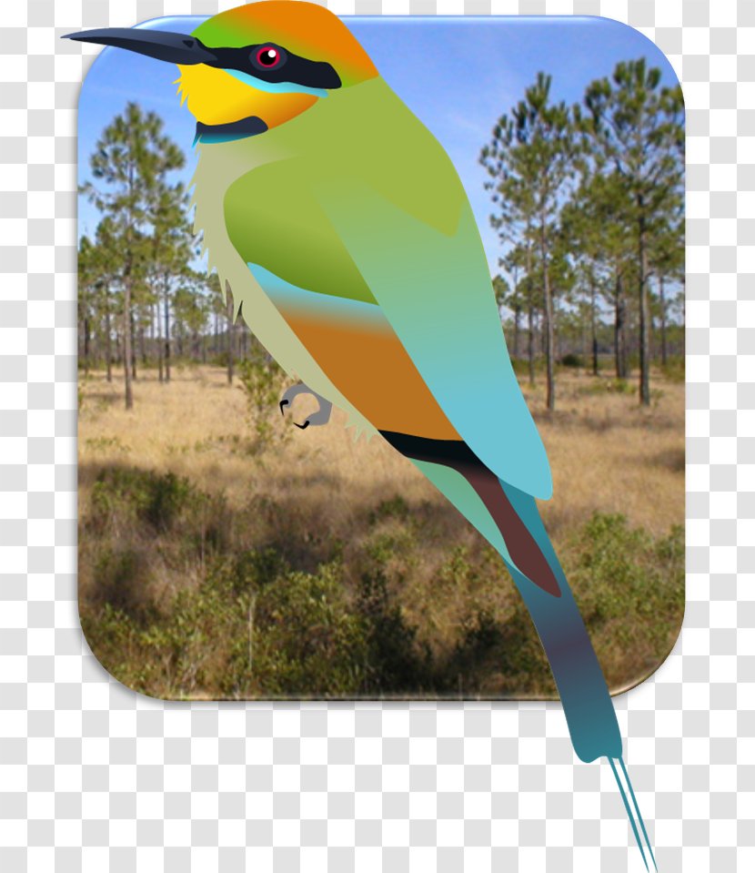 DeviantArt Artist Work Of Art Toucan - Birder Transparent PNG