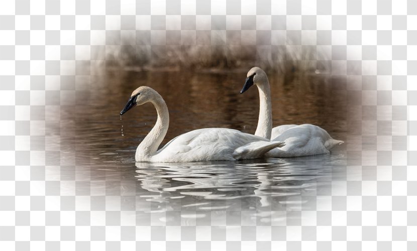 Desktop Wallpaper Bird Cygnini Trumpeter Swan Transparent PNG