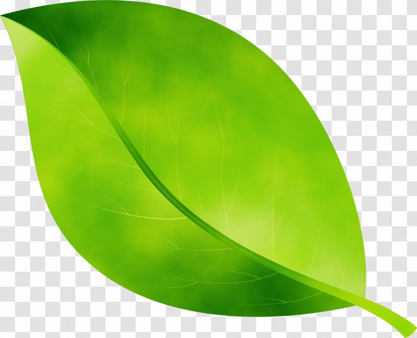 Green Leaf Watercolor - Logo - Plant Transparent PNG