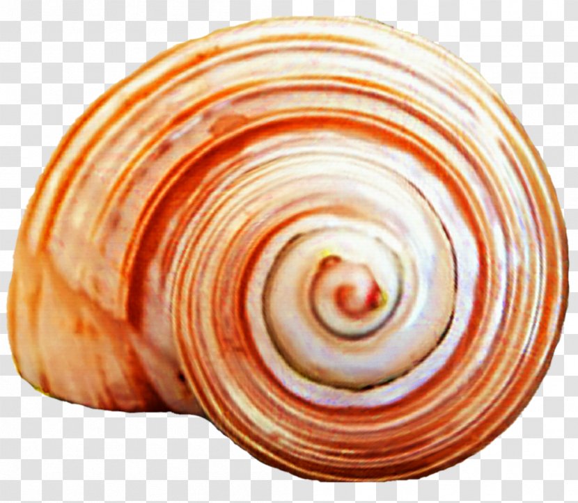 Seashell Spiral Clam Snail Gastropods Transparent PNG