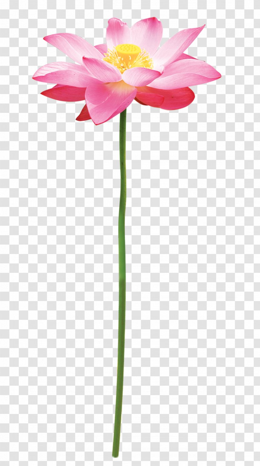 Graphic Design Clip Art - Artificial Flower - Lotus Transparent PNG