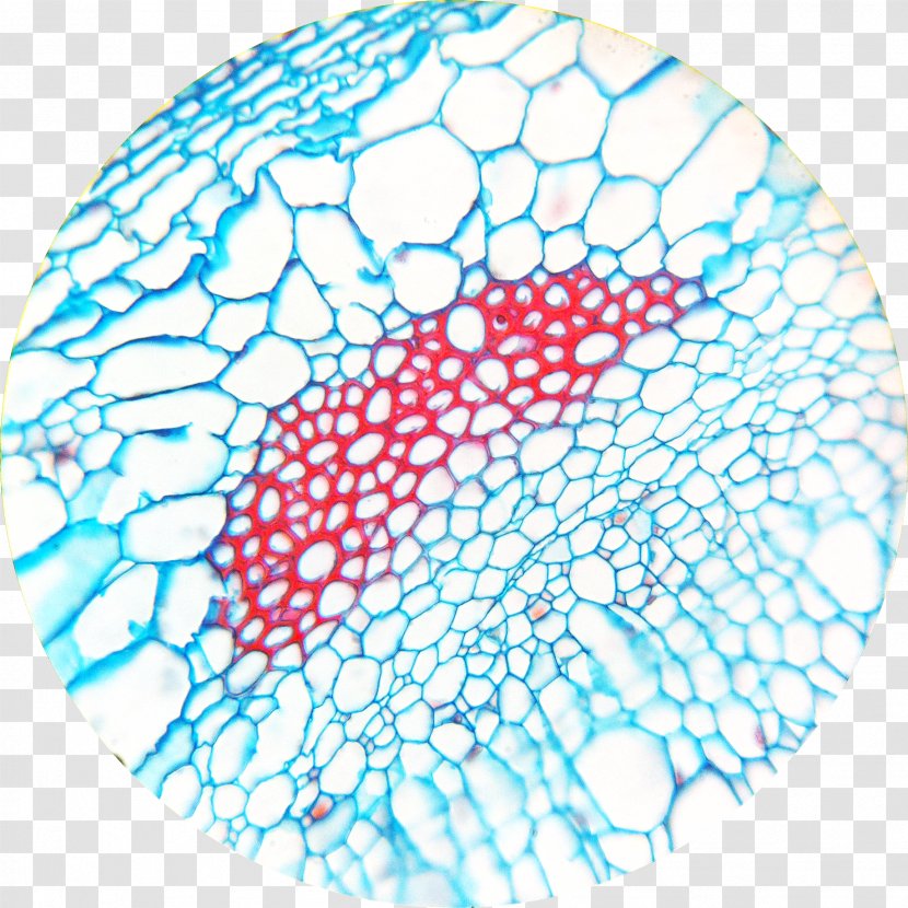 Sclereid Leaf Microscope Fiber Esclerénquima - Monocotyledon Transparent PNG