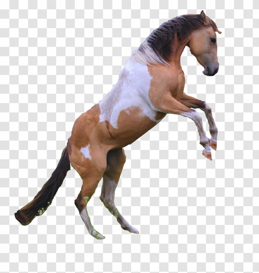 Mustang American Paint Horse Appaloosa Akhal-Teke Stallion - Tack - Painted Transparent PNG