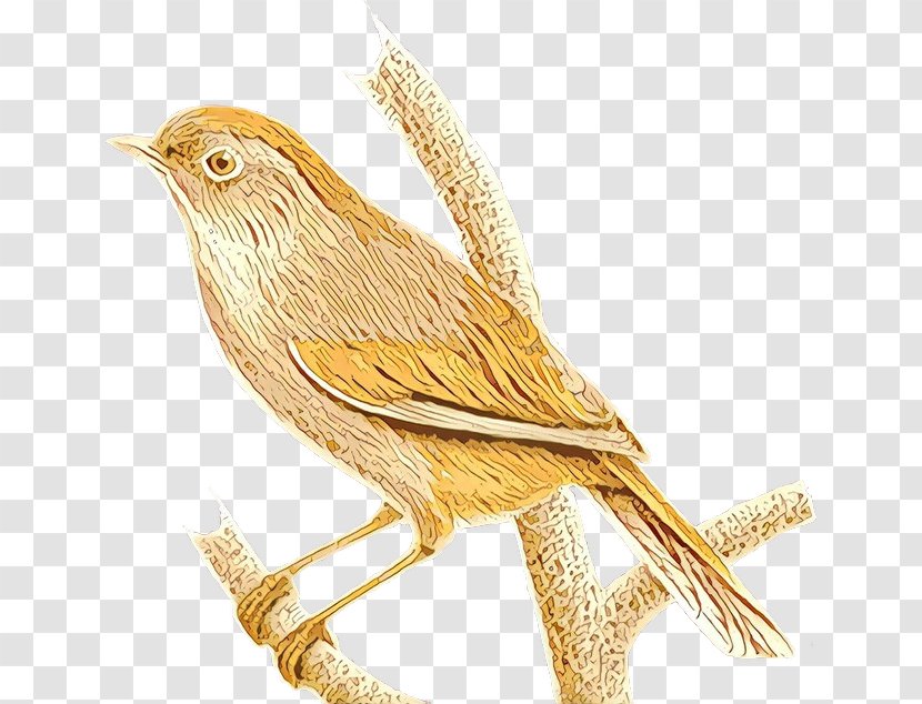 Cartoon Bird - Wren - Cuckoo Finch Transparent PNG