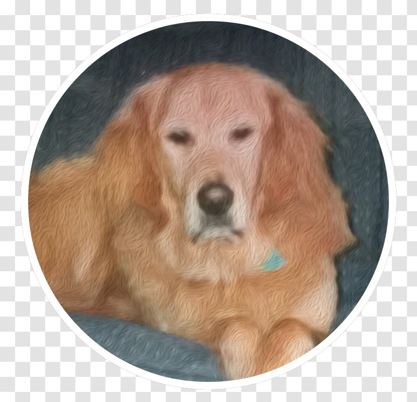 Golden Retriever Nova Scotia Duck Tolling Puppy Dog Breed Labrador Transparent PNG