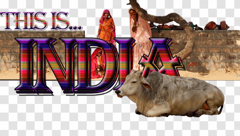 Delhi Cattle Animal Sikhism Mammal - India Transparent PNG
