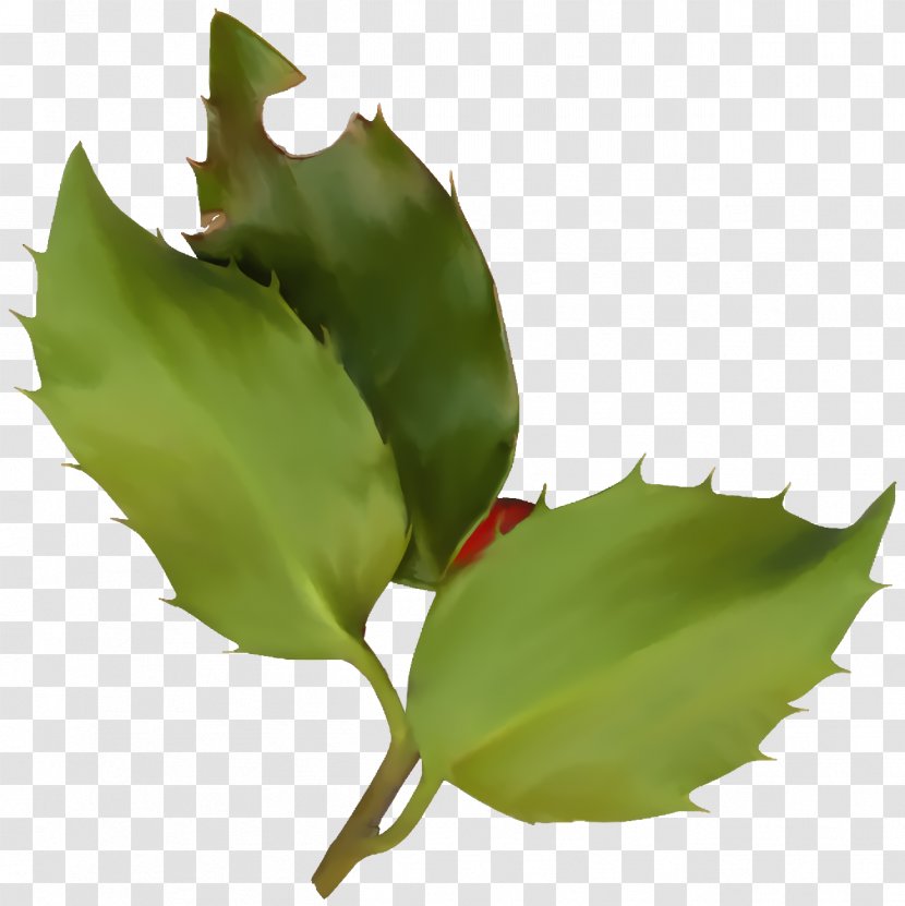 Christmas Holly Ilex - Flower Plant Transparent PNG