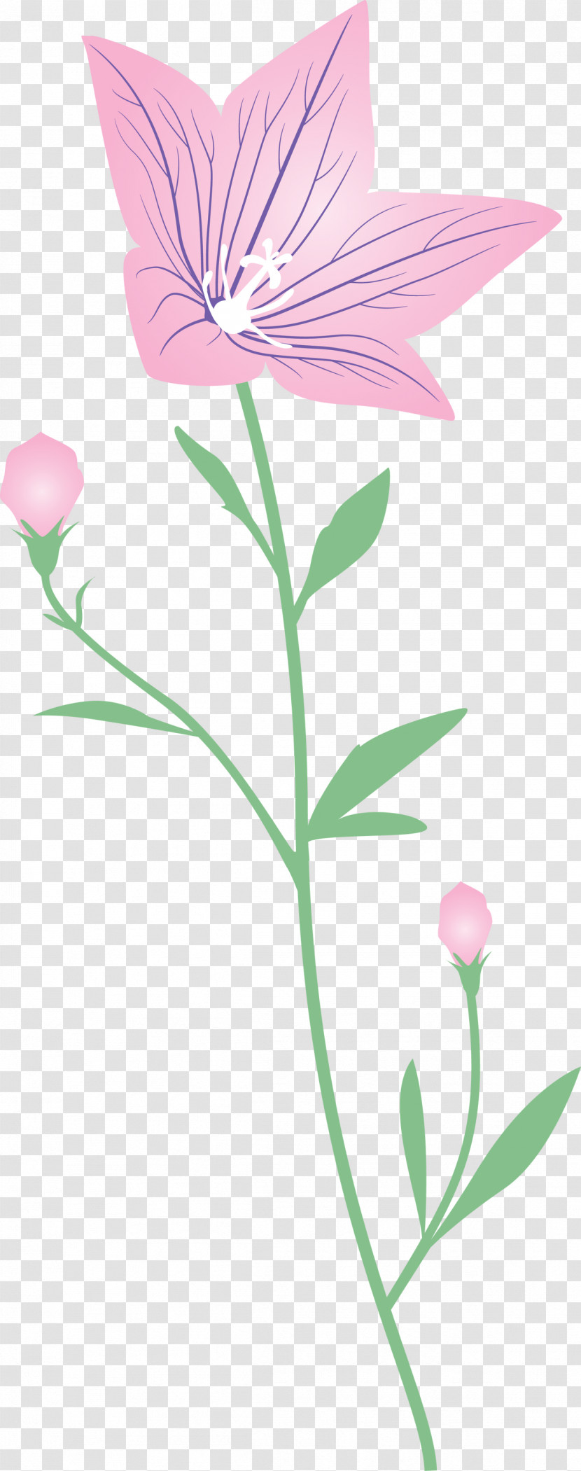 Balloon Flower Transparent PNG