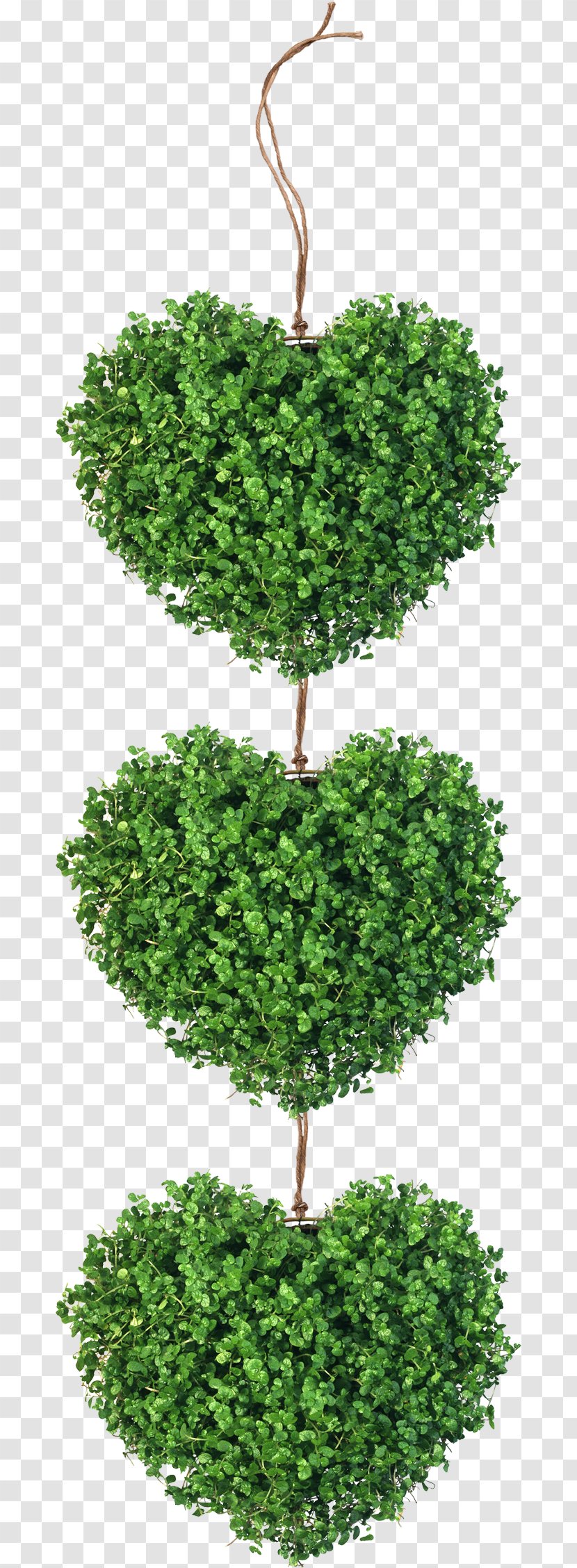 Heart - Shrub - Velentine Transparent PNG