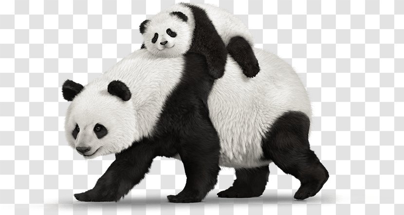 A Book For Kids About Pandas: The Giant Panda Bear Child - Terrestrial Animal Transparent PNG