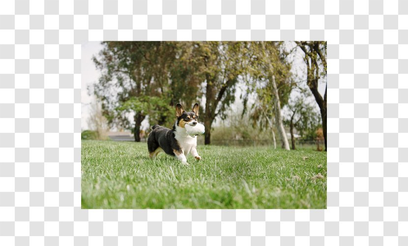 Dog Breed Clam Obedience Trial Sea - Pasture - The Toy Transparent PNG