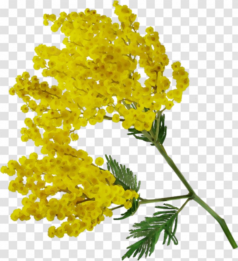 Acacia Dealbata Flower Clip Art - Mustard Transparent PNG