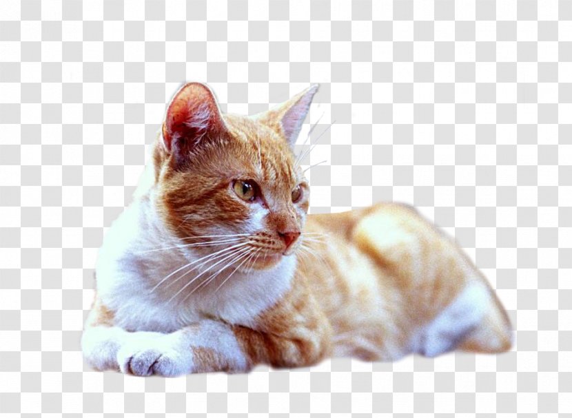 American Shorthair Ragdoll British Kitten - Snout - Focus On Cat Transparent PNG