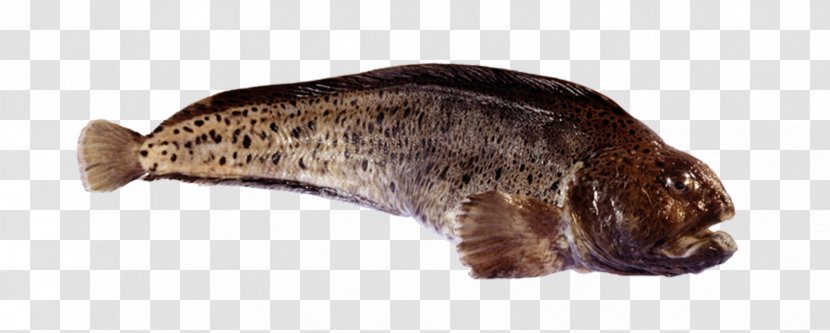 Atlantic Wolffish Spotted Northern Pollock Cod - Beaver - Animal Figure Transparent PNG