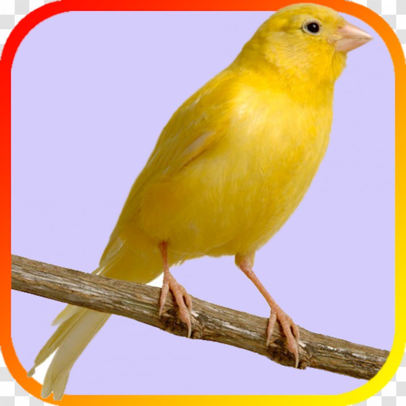 Domestic Canary United States Bird Finch Pet - Feather - Cage Transparent PNG