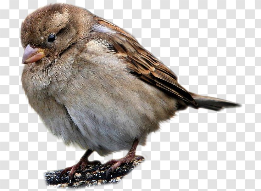 Sparrow - Songbird - Finch Transparent PNG