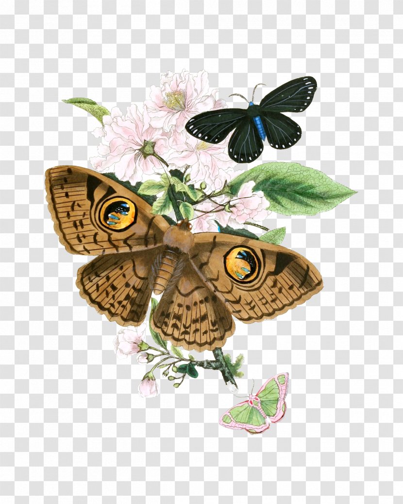 Art Museum Canvas Print Work Of - Moths And Butterflies - Moth Transparent PNG