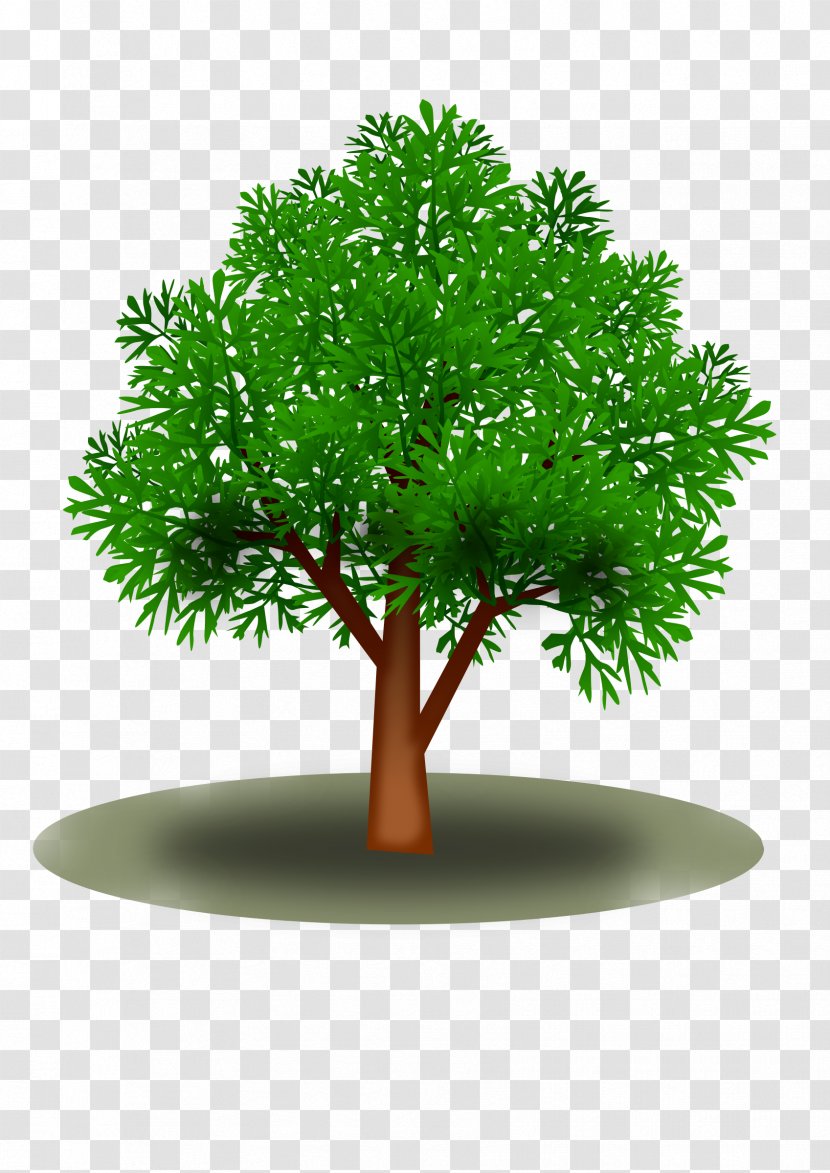 Tree Plant Leaf - Flowerpot - Fir-tree Transparent PNG