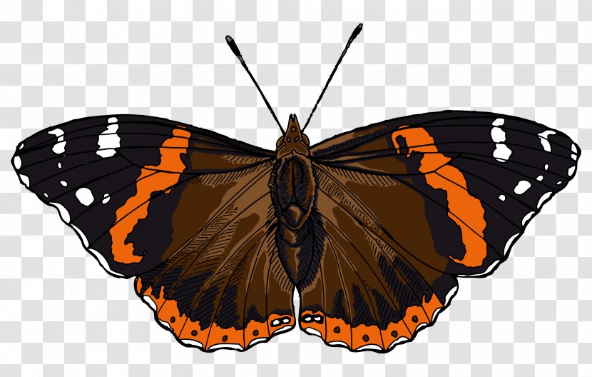 Butterfly Red Admiral Stock Photography Clip Art - Pieridae Transparent PNG