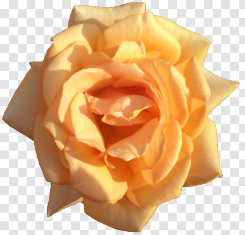 Garden Roses Cut Flowers Petal - Rose Family Transparent PNG