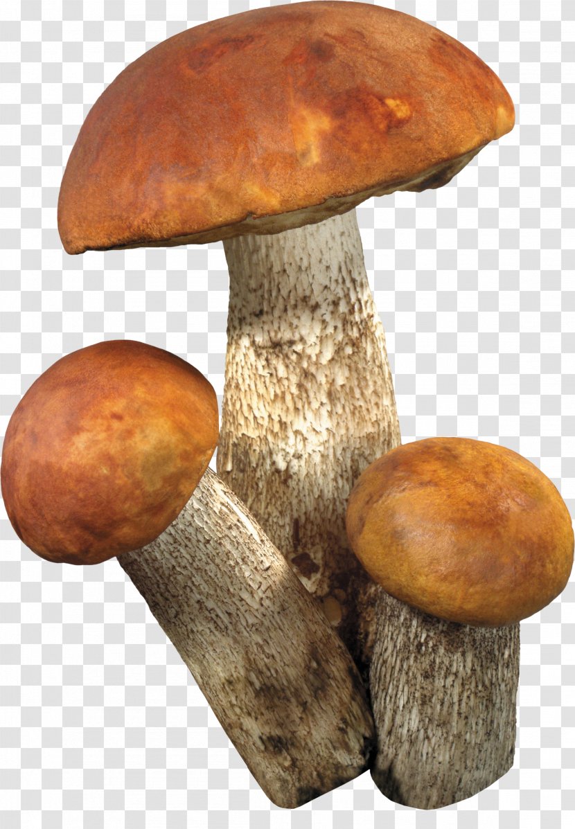 Fungus Information Clip Art - Bolete - Mushrooms Transparent PNG
