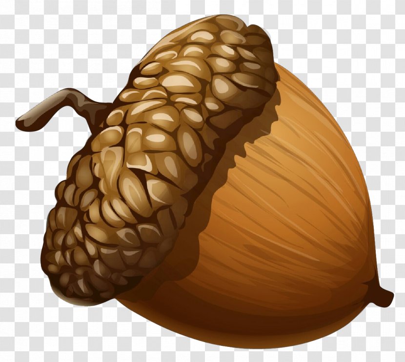 Nut Acorn Tree Food Plant - Vegetable Vegetarian Transparent PNG