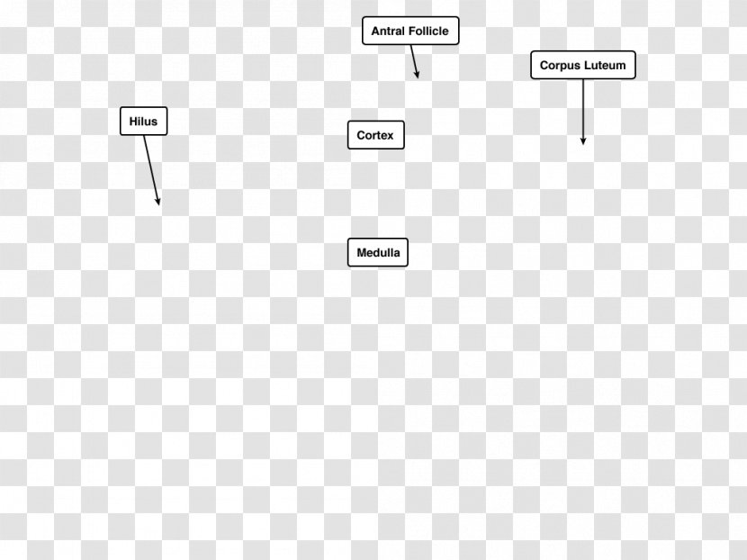 Finance Financial System Децентрализованные финансы Intermediary Credit - Diagram - Rhizostoma Luteum Transparent PNG