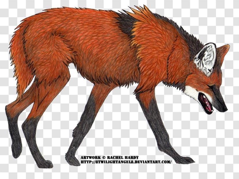 Red Fox Maned Wolf Dog Canidae Puppy - White House Transparent PNG