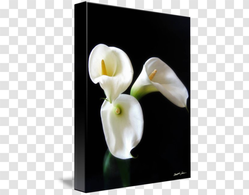 Art Imagekind Canvas Print Poster - Arum Lilies - Calla Lily Transparent PNG