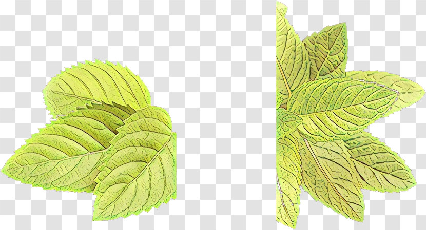 Leaf Plant Flower Tree Herb Transparent PNG