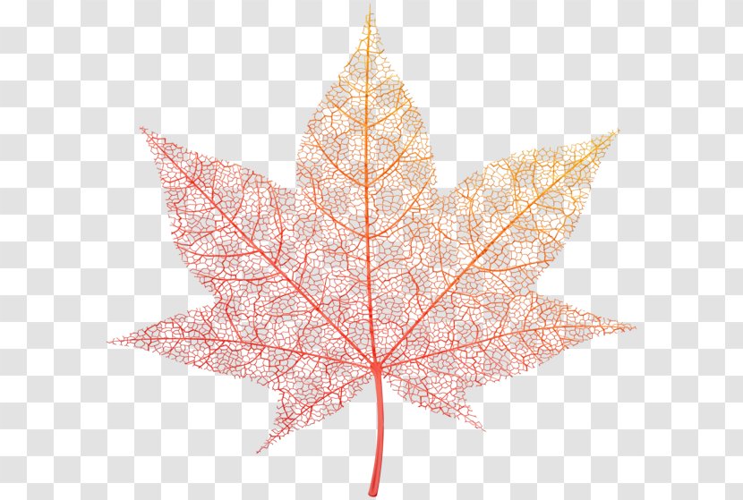 Red Maple Tree - Sweet Gum - Silver Planetree Family Transparent PNG