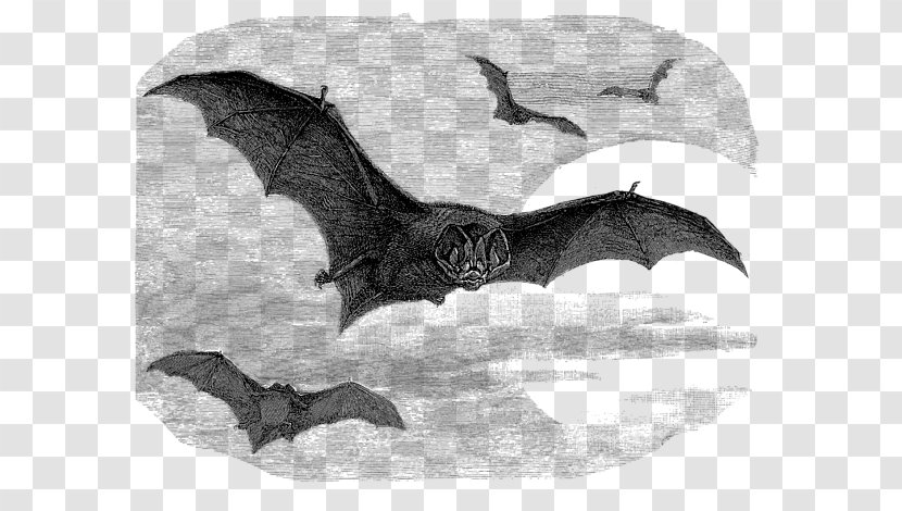 Barbastelle Drawing Illustration Vesper Bat Vector Graphics - Dolphin - Greeting Card Shading Transparent PNG