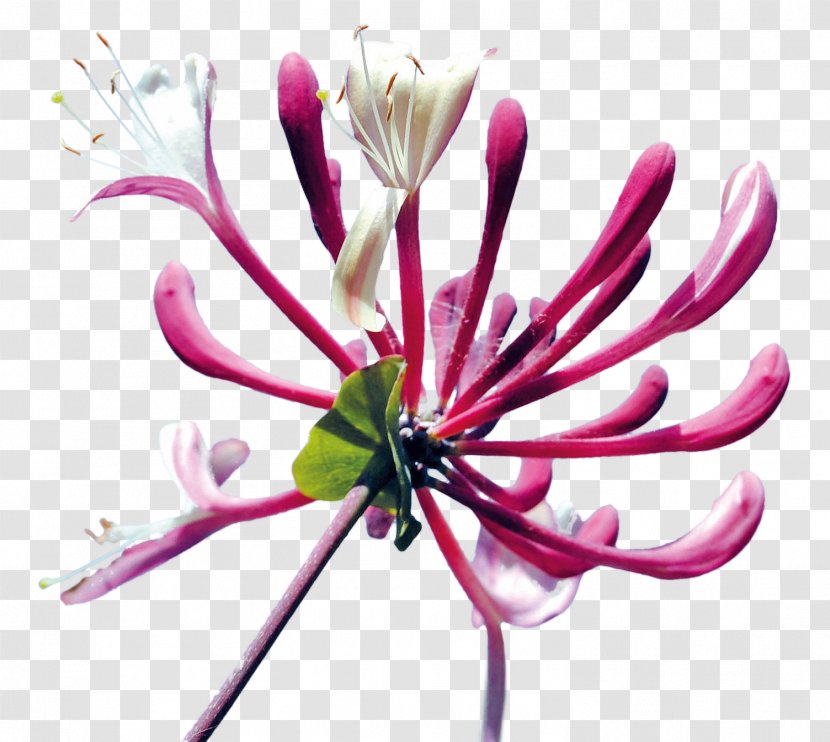 Cut Flowers Honeysuckle Bud Plant - Petal Transparent PNG