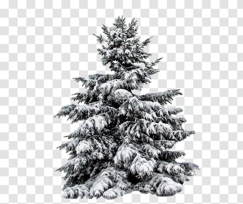 Fir Pine Christmas Tree - Conifers Transparent PNG