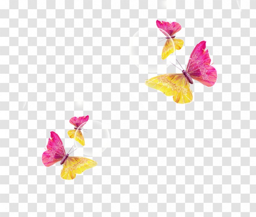 Butterfly Download - Colorful Transparent PNG
