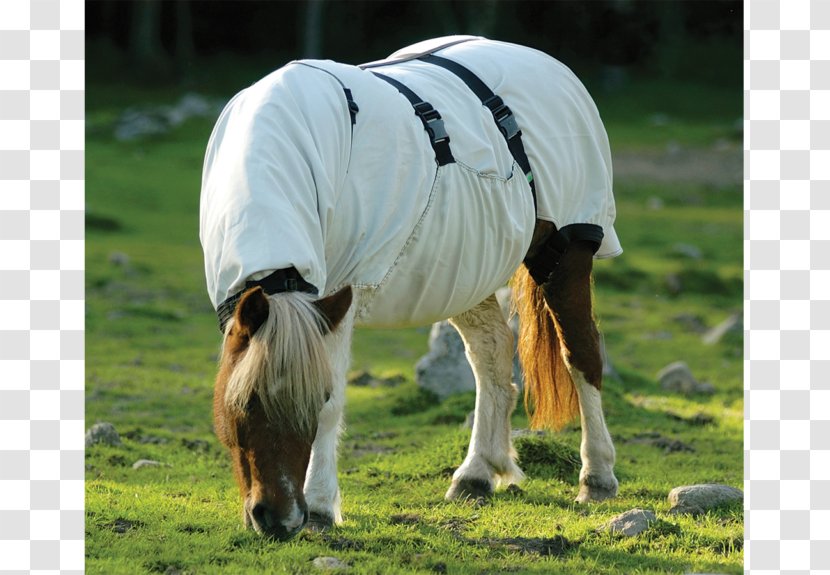 Mane Sweet Itch Pony Blanket Icelandic Horse Transparent PNG