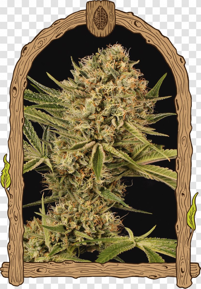 Kush Autoflowering Cannabis Skunk Seed Transparent PNG
